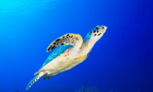 過度依賴人工繁育，恐難拯救中國極度瀕危的海龜種群