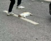 中學(xué)教師當眾踩死貓被停職 校園事件引發(fā)關(guān)注