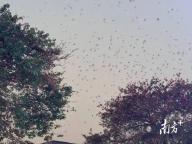 佛山一地近倆月天降大量“鳥屎雨” 家燕聚集擾民