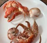 女子买来的寄居蟹壳一碰就亮 真裂虫引发的奇妙现象