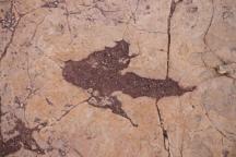 玻利维亚发现1.66万个恐龙脚印 全球规模最大足迹群