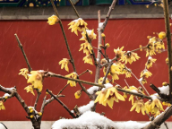 国家植物园上演“踏雪寻梅”奇景 冬日浪漫吸引游客
