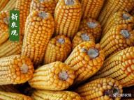 豆粕刚疯完，玉米也“发飙”了 期货市场诡异拉涨