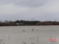 西伯利亚“远客”鄱阳湖畔“跨年” 白鹤优雅迎新