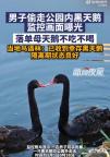 大连公园黑天鹅被偷嫌犯已抓获 伴侣“优优”孤单徘徊