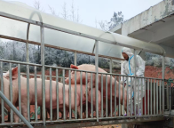 有猪企卖542万头猪至少亏7亿 生猪价格下跌致巨亏