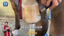 修马蹄时马到底会不会疼 揭秘马的“美甲”过程