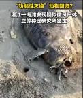 广东湛江海滩发现疑似儒艮尸体 引发广泛关注