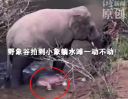 游客拍到野象谷疑似刚出生小象 工作人员：昨晚多次观测未发现小象 可能已随象群离开