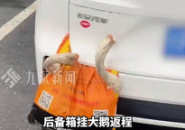 追尾事故夹住大鹅后车司机看懵了 家禽意外成“受害者”
