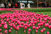 浙江一大波好天气准备直冲20℃ 春暖花开即将登场