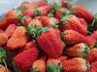 草莓价格跳水 批发价低至1-2元/斤 多地迎来“草莓自由”