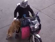 男子用弓弩麻醉飞镖多次射杀并偷狗被行拘