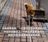 柳州地震前40秒狗狗吠叫预警救全家 柳州地震救援现场警犬全力搜救