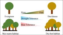天熱又缺水植物靠什么硬扛 葉片碳經(jīng)濟性狀成關(guān)鍵