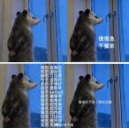 “背手負(fù)鼠”火了！什么來(lái)頭 表情包背后的生存智慧