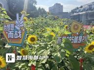 老師將花束分送祝學(xué)生“一舉奪葵” 600余株向日葵盛放送祝福