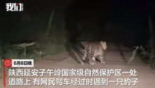 目擊者稱豹子在路中悠閑行走 目擊者：也不怕人 最終走進草叢