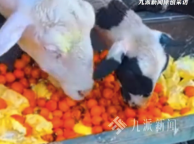 農(nóng)戶回應(yīng)用榴蓮喂羊稱能去膻：主營水果零售，破損、死包的榴蓮從不售賣，全都喂羊