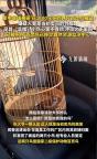 男子卖鸟后偷走藏匿被刑拘 因嫉妒心理作案