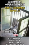 监控：湖南石门一黑熊在民房徘徊
