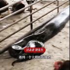 蟒蛇进养鸡场吃完“全鸡自助”大睡 吃饱喝足后被赶走