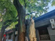 蜂巢“钻”进300多岁古树 消防员巧思清除