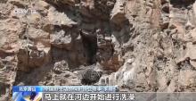 北京正成为珍稀野生动物宜居家园 生态修复成效显著