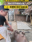 青年树下撸狗时毒蛇突然擦肩坠落 一人一狗懵愣片刻才仓皇出逃