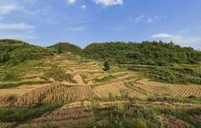 “红军药”变身“金疙瘩” 小红薯助力乡村振兴