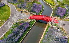 武汉发布7条乡村赏花精品路线