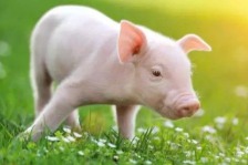 农业农村部：当前生猪生产和供应形势持续向好