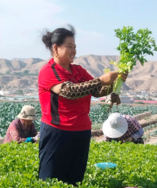 绽放在榆中大地上的坚韧蔬菜花