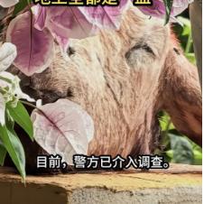 大娘清晨发现阳台满地“血迹” 神秘人诡异操作惊魂