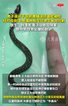 医生谈男子夜间抓黄鳝被毒蛇咬:短尾蝮蛇咬伤,经对症处理,症状得到有效控制