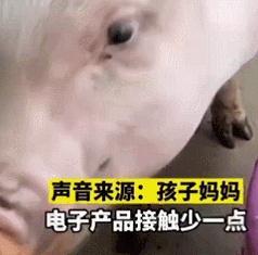 女孩不玩手機和豬玩 寵物豬成新寵