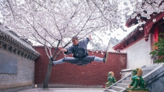 Henan : les cerisiers du temple Shaolin en pleine floraison