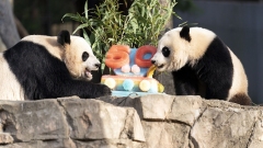 Washington : le Parc zoologique national du Smithsonian célèbre le 50e anniversaire du programme sur les pandas géants