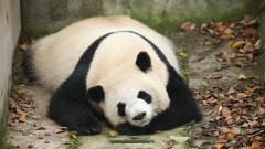 Sichuan : des pandas profitent du soleil printanier