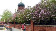 Photos : la ville de Harbin embellie par des milliers de lilas