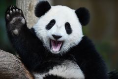 चीन और अमेरिका पांडा संरक्षण में सहयोग पर समझौते पर पहुंचे
