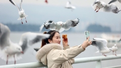 A Kunming, nonostante il freddo, continua la passione per il gull-watching!
