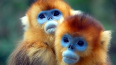 萌猴过境请躲闪！神农架国家公园动物保护有妙招