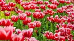 mila tulipani sbocciati in un parco di Zhengzhou