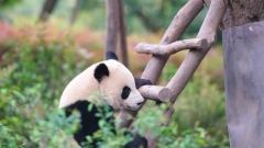 Chengdu: i panda giganti prendono il sole