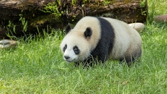 Sichuan, panda giganti giocano nel bosco