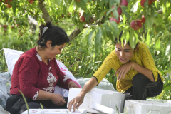 Petani Xinjiang Lonjak Pendapatan Menerusi Pic