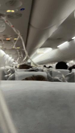 一波音客機(jī)從上海飛東京途中速降 突發(fā)故障備降大阪