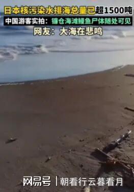 日本一海滩现鳗鱼尸体 令人不禁为之黯然神伤