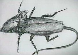 居民家中监控拍到不明发光生物，全身发光长有触角